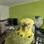 Tiny und Pluto suchen ein neues liebevolles zuhause Bild 3