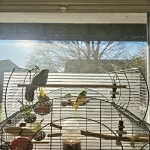 Tiny und Pluto suchen ein neues liebevolles zuhause Bild 5