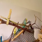 Einsamer Wellensittich sucht neues Zuhause mit Artgenossen Bild 1