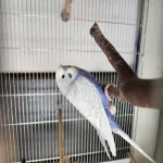 Zwei Wellis abzugeben Bild 3