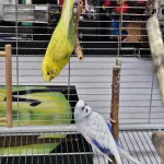 Zwei Wellis abzugeben Bild 1