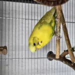 Zwei Wellis abzugeben Bild 2