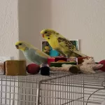 Liebevolles Wellensittich-Pärchen sucht artgerechtes Zuhause mit viel Herz Bild 1