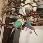 Welli mit Megas abzugeben Bild 2