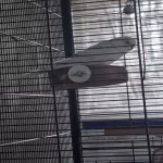 Flocke sucht ein neues Zuhause Bild 2