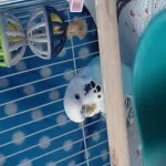Welli Hahn (1.J) sucht nach Rettung ein Für-immer-Heim Bild 4