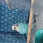 Welli Hahn (1.J) sucht nach Rettung ein Für-immer-Heim Bild 2