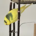 Coco sucht ein neues Zuhause Bild 1