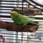 Leo sucht ein neues Zuhause Bild 2