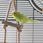 Leo sucht ein neues Zuhause Bild 3