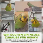 Henry (6 Jahre) sucht neues Glück Bild 1