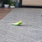 Eve sucht ein neues Zuhause Bild 1