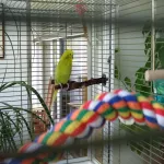 Liebevolles Zuhause gesucht Bild 1