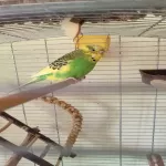 Liebevolles Zuhause/ Partner gesucht für Bonnie Bild 2