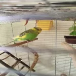 Liebevolles Zuhause/ Partner gesucht für Bonnie Bild 1
