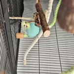 Smartie und Lucy suchen ein neues Zuhause Bild 2