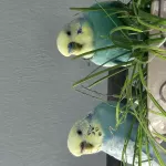 Smartie und Lucy suchen ein neues Zuhause Bild 1