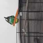 Junges Welli-Mädchen sucht aktive Flugpartner Bild 3