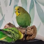 Junges Welli-Mädchen sucht aktive Flugpartner Bild 2