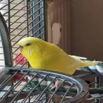 Wellensittich-Henne Hanna sucht neues Zuhause Bild 2