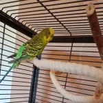 Tommy sucht ein neues Zuhause mit Partner Bild 1