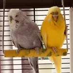 Kunibert sucht Kumpel oder nette Dame höheren Alters Bild 1