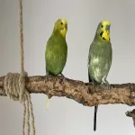 2 ältere Wellipärchen abzugeben (2x männl. & männl./ weibl.) Bild 2