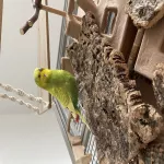 2 ältere Wellipärchen abzugeben (2x männl. & männl./ weibl.) Bild 5