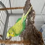 2 ältere Wellipärchen abzugeben (2x männl. & männl./ weibl.) Bild 6