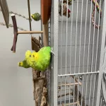 2 ältere Wellipärchen abzugeben (2x männl. & männl./ weibl.) Bild 7