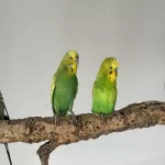 2 ältere Wellipärchen abzugeben (2x männl. & männl./ weibl.) Bild 3