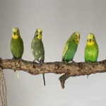 2 ältere Wellipärchen abzugeben (2x männl. & männl./ weibl.) Bild 1