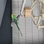 Zwei Wellensittiche abzugeben Bild 1