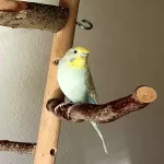 Sunny sucht ein neues Zuhause Bild 1