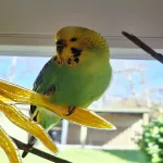 Gitta sucht ein liebevolles neues Zuhause Bild 1