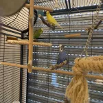 3 Wellis suchen neues Zuhause Bild 1