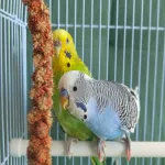 Wellensittiche abzugeben Bild 2