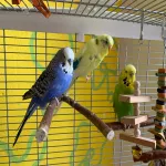 3 Wellensittiche suchen neues Zuhause Bild 1