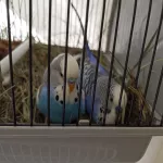 Notbremse - 3te Wohnung in 3 Jahren mit Schimmel Bild 3