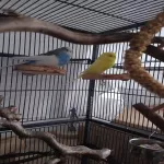 Notbremse - 3te Wohnung in 3 Jahren mit Schimmel Bild 1
