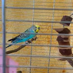 Wellensittich-Hahn Coco sucht neues Zuhause mit Gesellschaft Bild 1