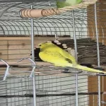 Brutige Henne Bild 3