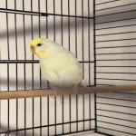 Eigener Nachwuch sucht dringend ein neues zu Hause Bild 2