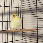 Eigener Nachwuch sucht dringend ein neues zu Hause Bild 1