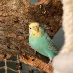 Wellensittich-Pärchen sucht neues zu Hause Bild 3