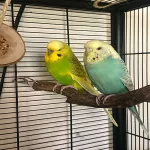 Wellensittich-Pärchen sucht neues zu Hause Bild 1
