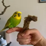 Wellensittich-Pärchen sucht neues zu Hause Bild 2