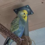 Wellidame sucht liebevolles Heim Bild 1