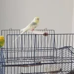 Wellensittiche in liebevolle Hände abzugeben Bild 1