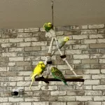 4 Wellensittiche abzugeben Bild 1